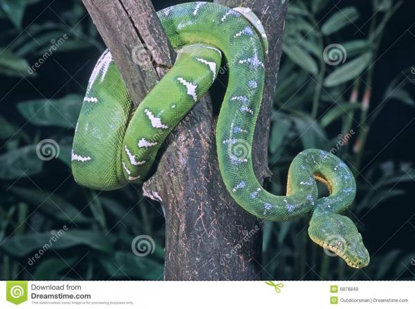 Emerald Tree Boa clipart