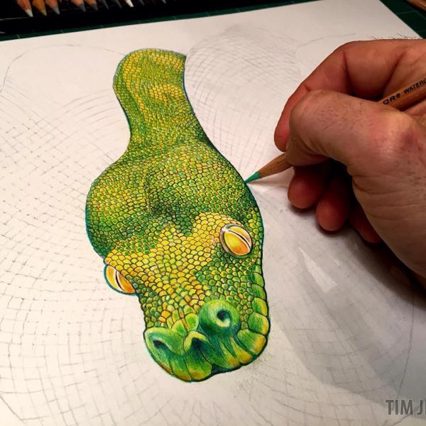 preview Emerald Tree Boa coloring