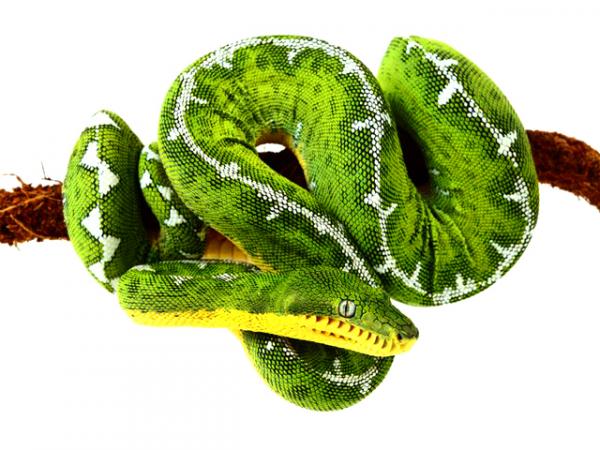 preview Emerald Tree Boa svg