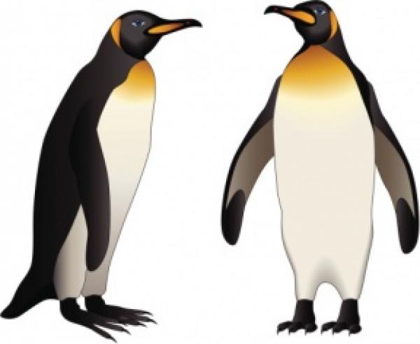 Emperor Penguin clipart