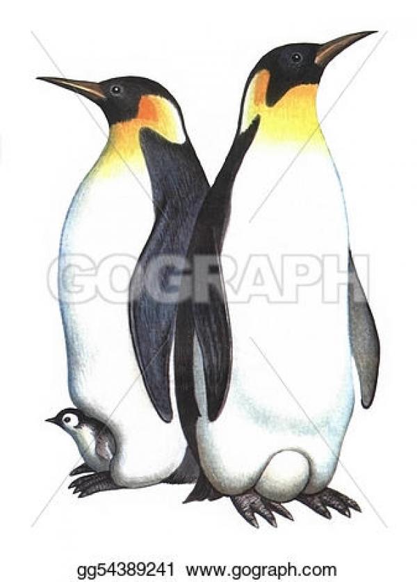 King Penguin clipart