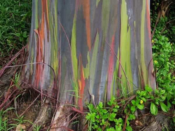 preview Eucalyptus Gum Tree coloring