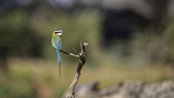 preview Eurasian Bee-eater coloring