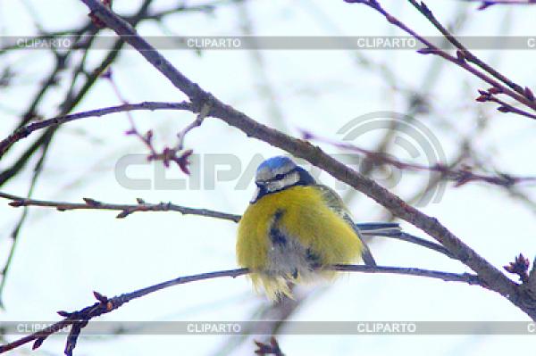 Eurasian Blue Tit clipart