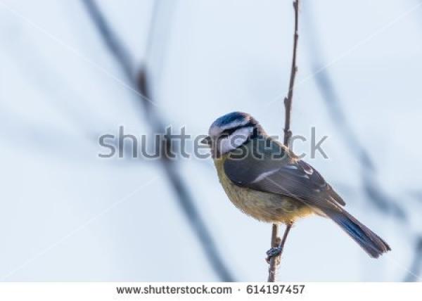 preview Eurasian Blue Tit coloring