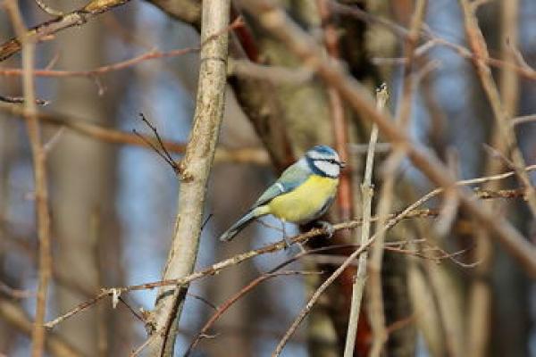 preview Eurasian Blue Tit svg