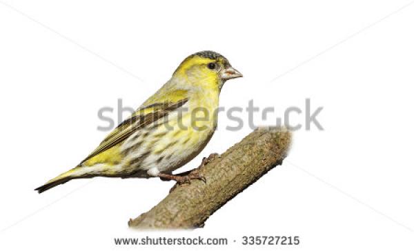 preview Eurasian Siskin coloring