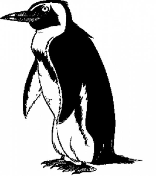 Fairy Penguin clipart