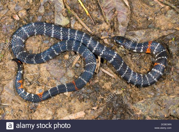 False Coral Snake clipart