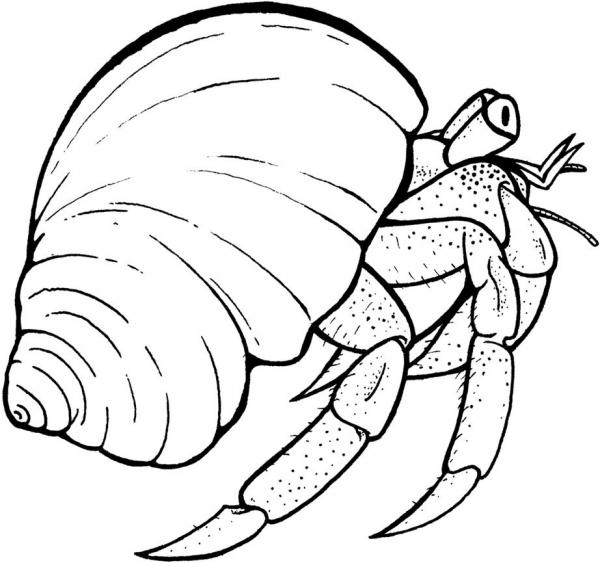 preview Hermit Crab coloring