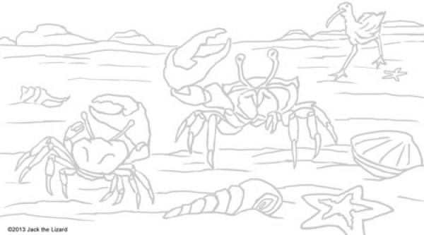 Fiddler Crab coloring
