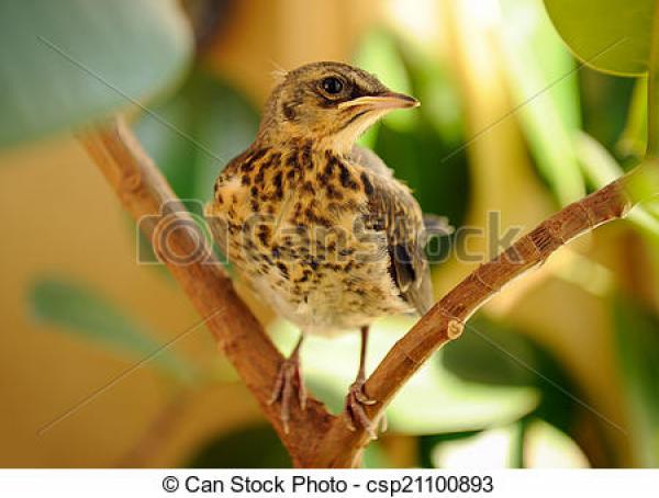 Fieldfare clipart