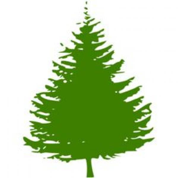 Fir clipart