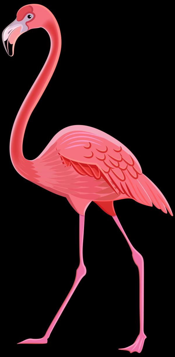 Flamingo clipart