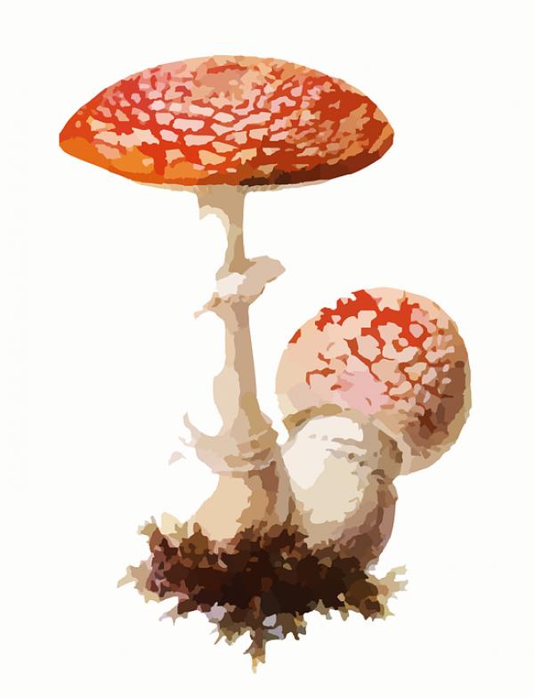 preview Fly Agaric svg