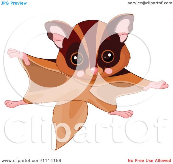 Flying Squirrel clipart