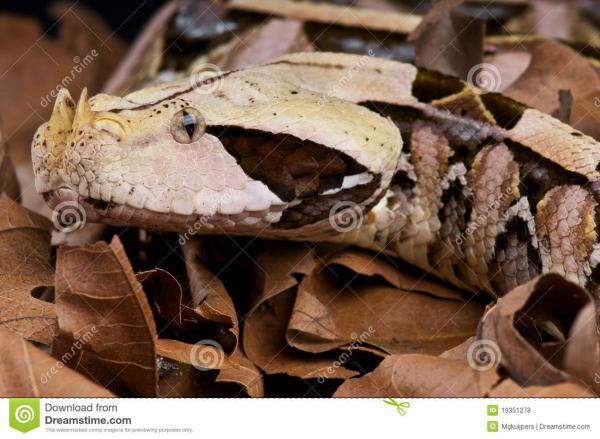 Gaboon Viper clipart