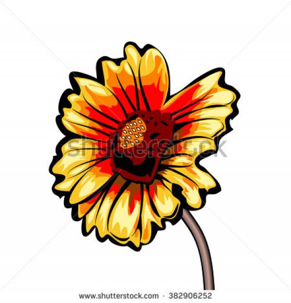 Gaillardia clipart