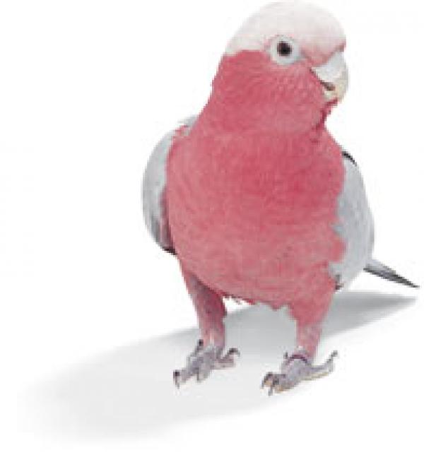 Galah clipart