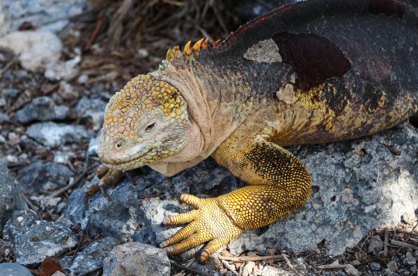 preview Galapagos Land Iguana svg