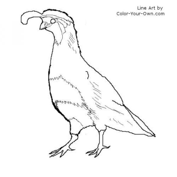 preview Gambel's Quail coloring