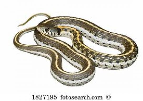 Grass Snake clipart