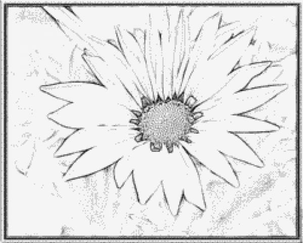 preview Gazania coloring