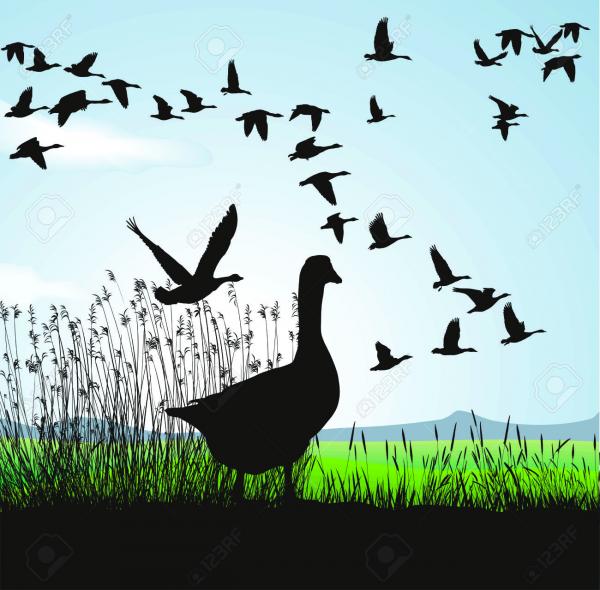 Geese Migration clipart