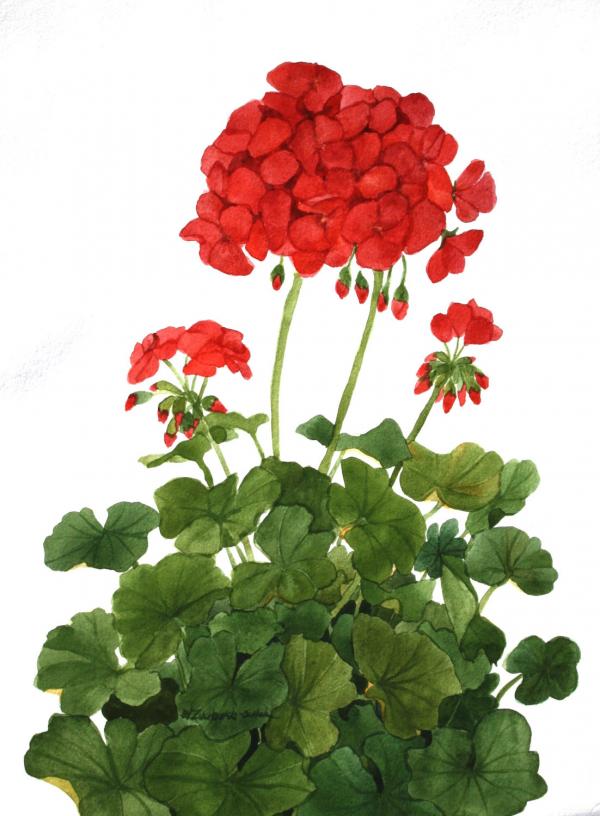 Geranium clipart