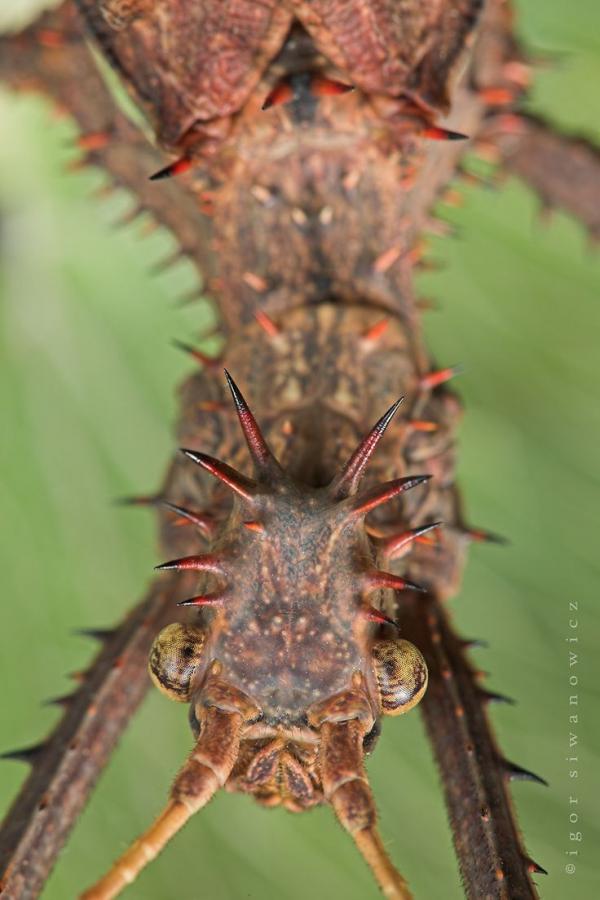 preview Giant Spiny Stick Insect coloring