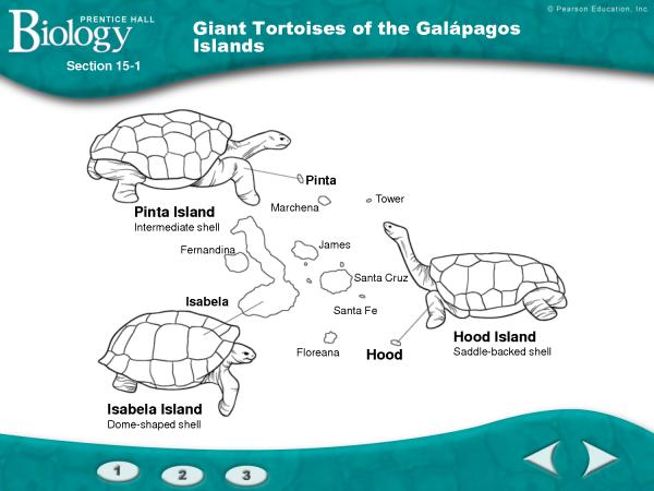 preview Giant Tortoise coloring