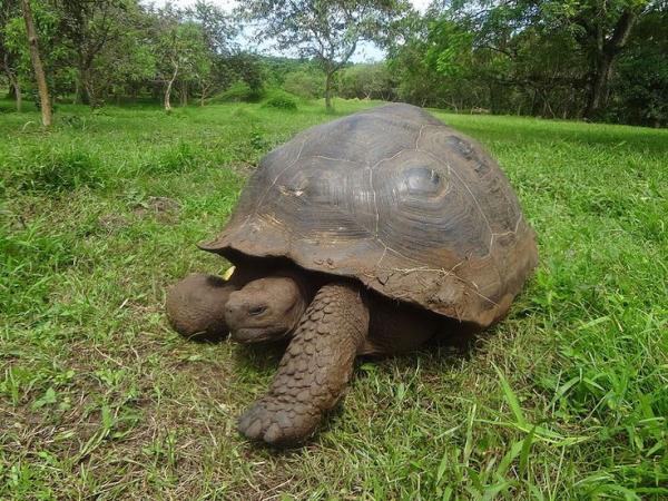 Giant Tortoise svg