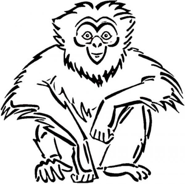 Gibbon coloring