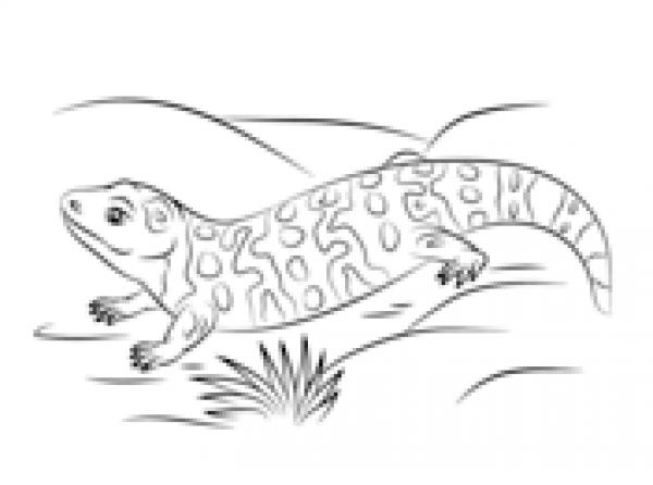 Gila Monster coloring