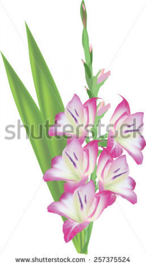 Gladiolus svg