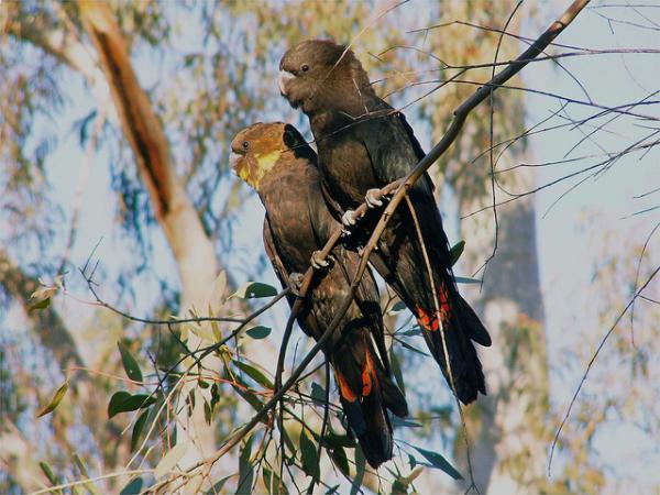 preview Glossy Black Cockatoo coloring