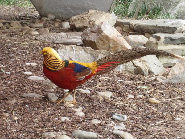 preview Golden Pheasant svg