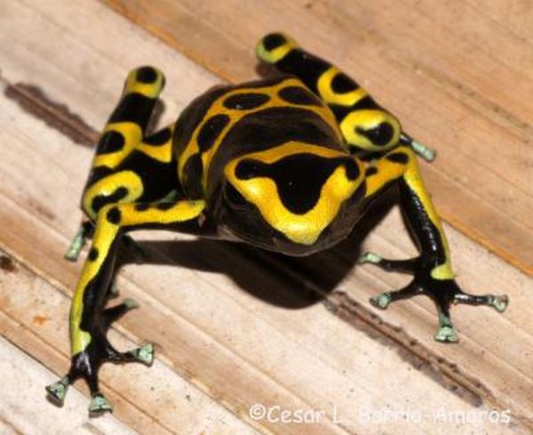 preview Golden Poison Frog svg