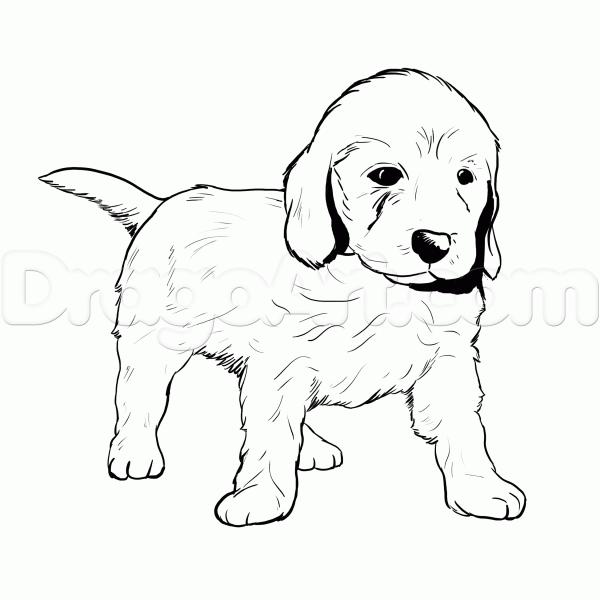 preview Golden Retriever coloring