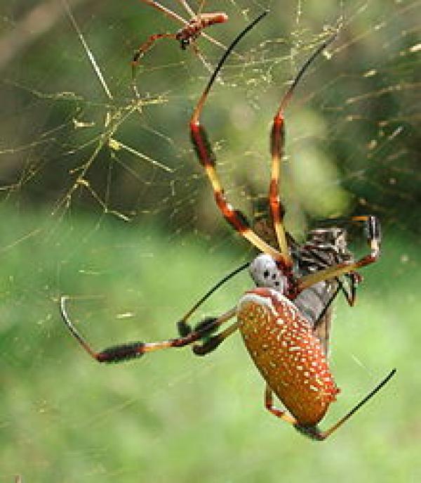 preview Golden Silk Orb-weaver Spider svg