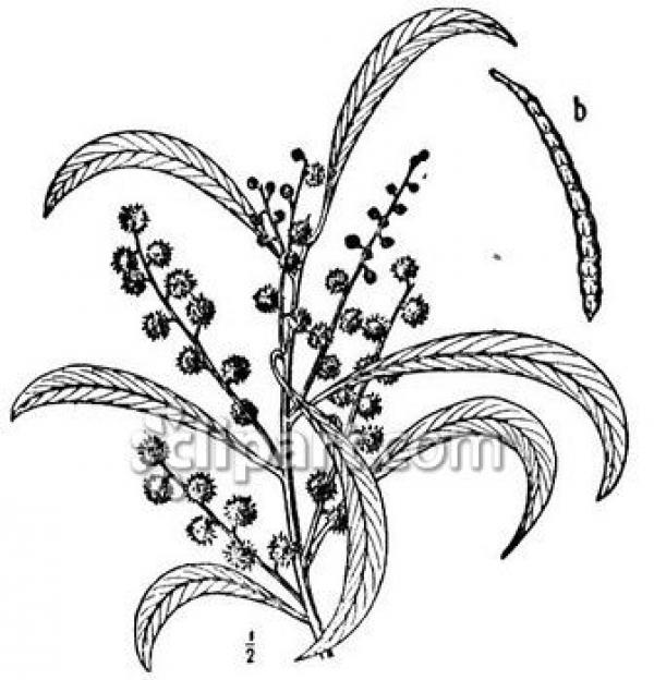 Golden Wattle clipart