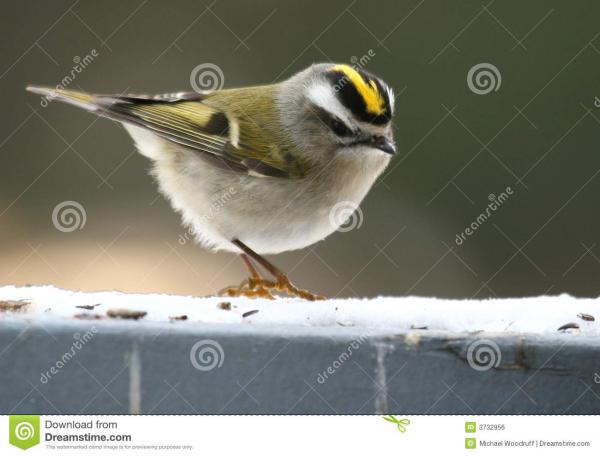 Golden-crowned Kinglet clipart