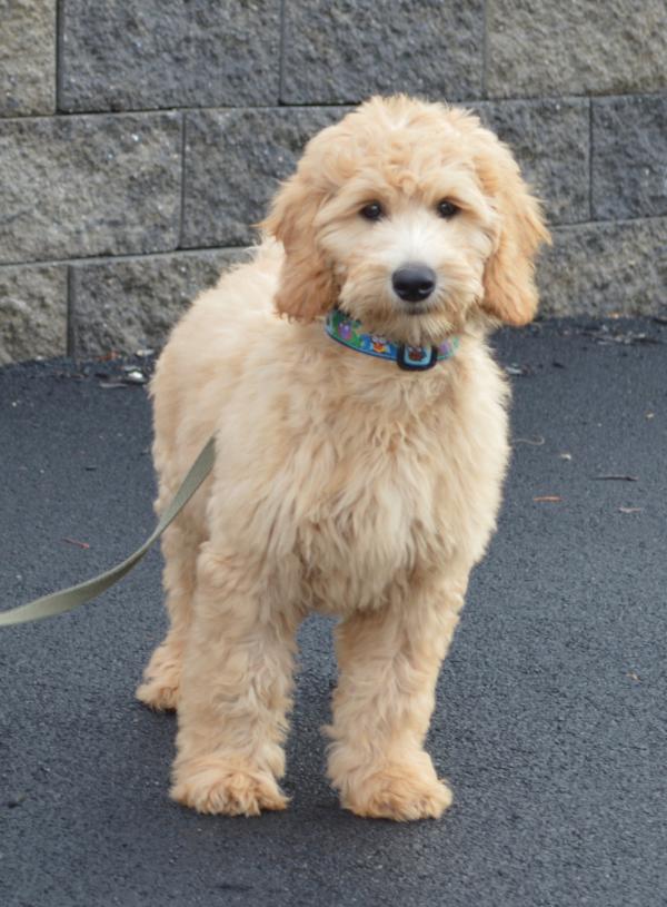 preview Goldendoodle coloring