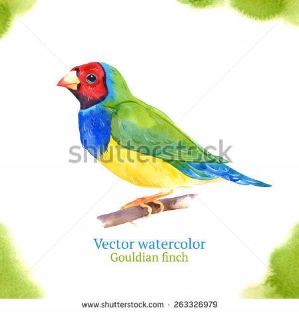 preview Gouldian Finches svg