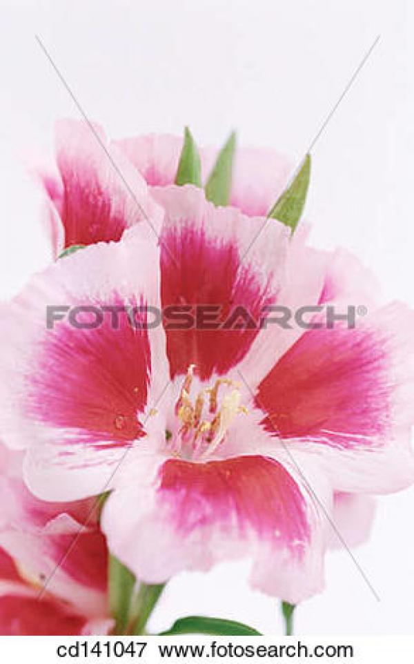 Grandiflora clipart