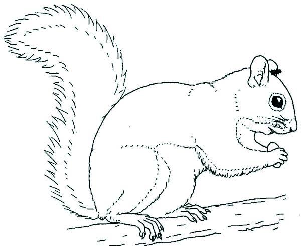 preview Gray Squirrel coloring