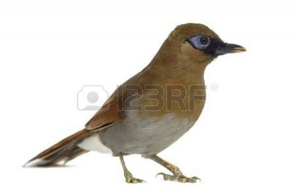 preview Gray-sided Laughing Thrush coloring