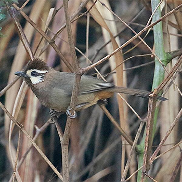 preview Gray-sided Laughing Thrush svg