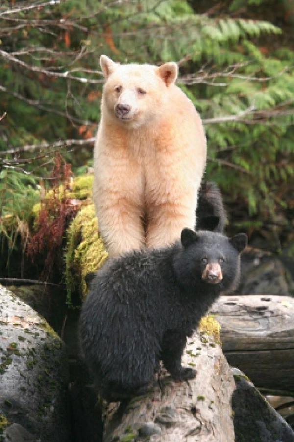 preview Great Bear Rainforest coloring