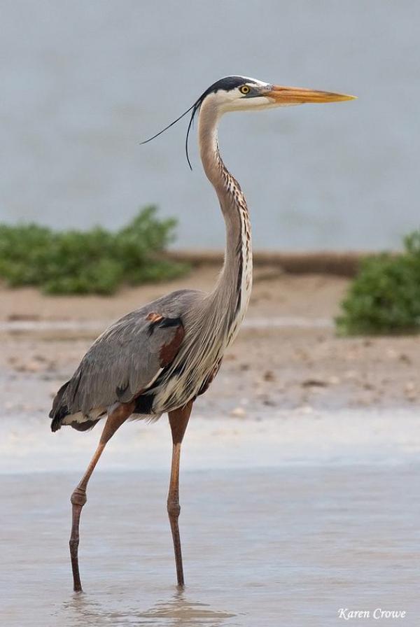 preview Great Blue Heron svg